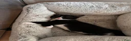 Domestic Shorthair cats for sale: 2 Beautiful loving male kittens need loving homes - Advert 7