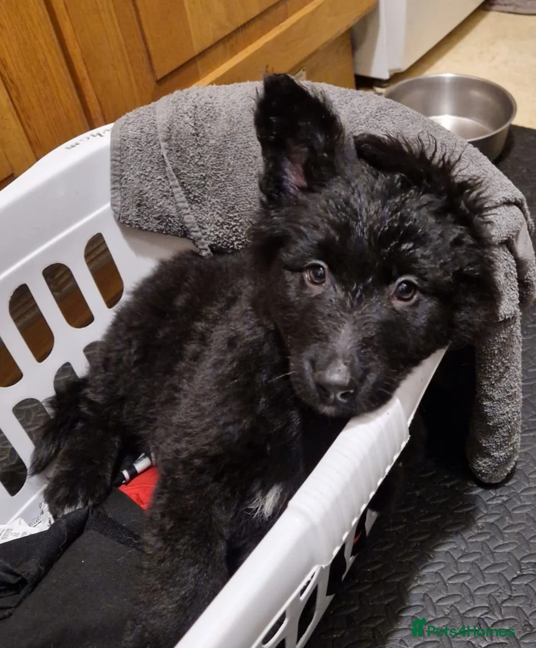 German Shepherd dogs for sale: Long haired german shepherd puppy - Advert 11