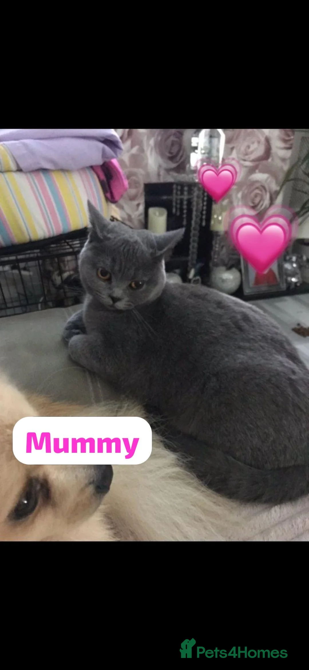 British Shorthair cats for sale: Beautiful British shorthair cross kittens🩵🩷 - Advert 5