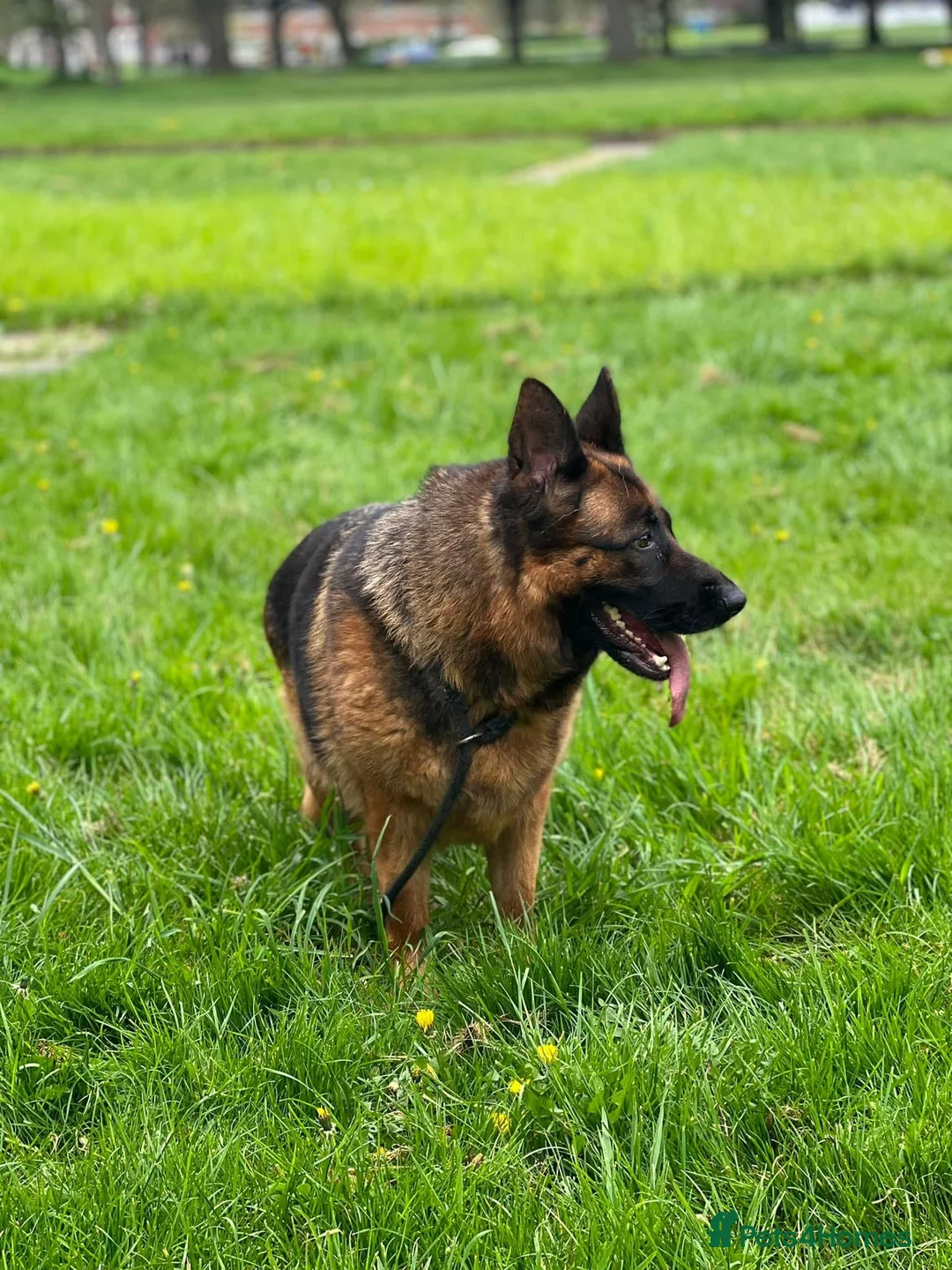 German Shepherd dogs for sale: Lovely, friendly GSD female for new home - Advert 2