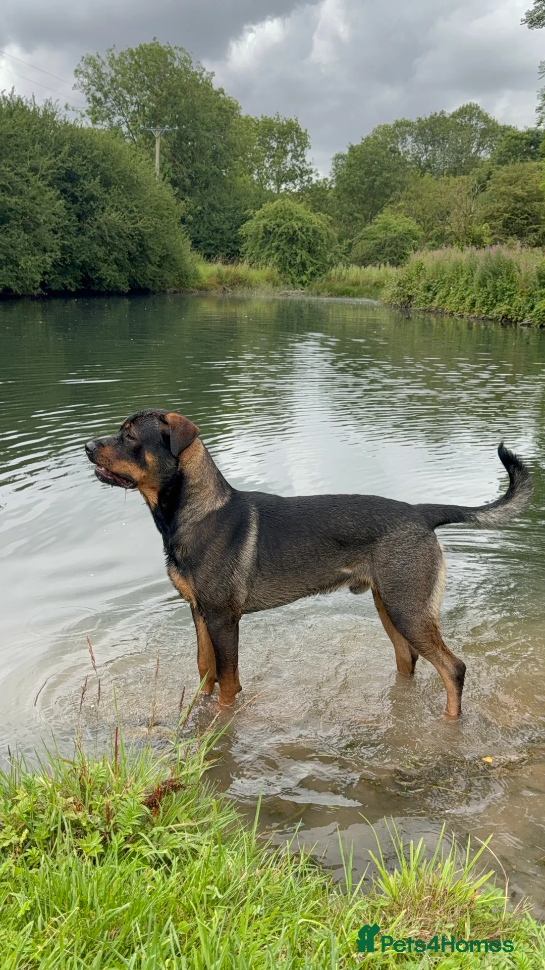 Rottweiler dogs for stud: Rottweiler X German shepherd STUD  - Advert 3