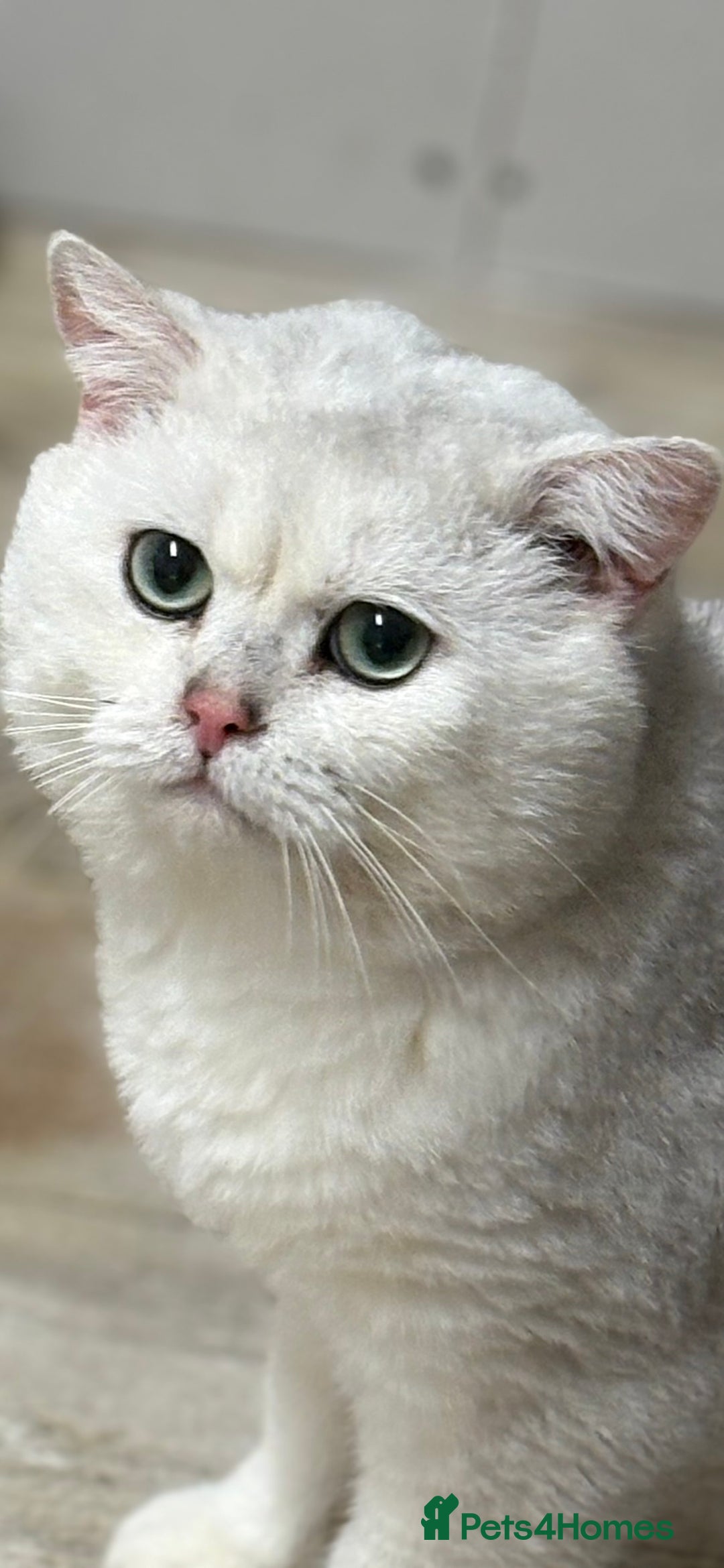 British Shorthair cats for stud: Poland imported tica registered BRI NS 12 Silver - Advert 1