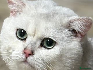 British Shorthair cats Poland imported tica registered BRI NS 12 Silver - Advert 3