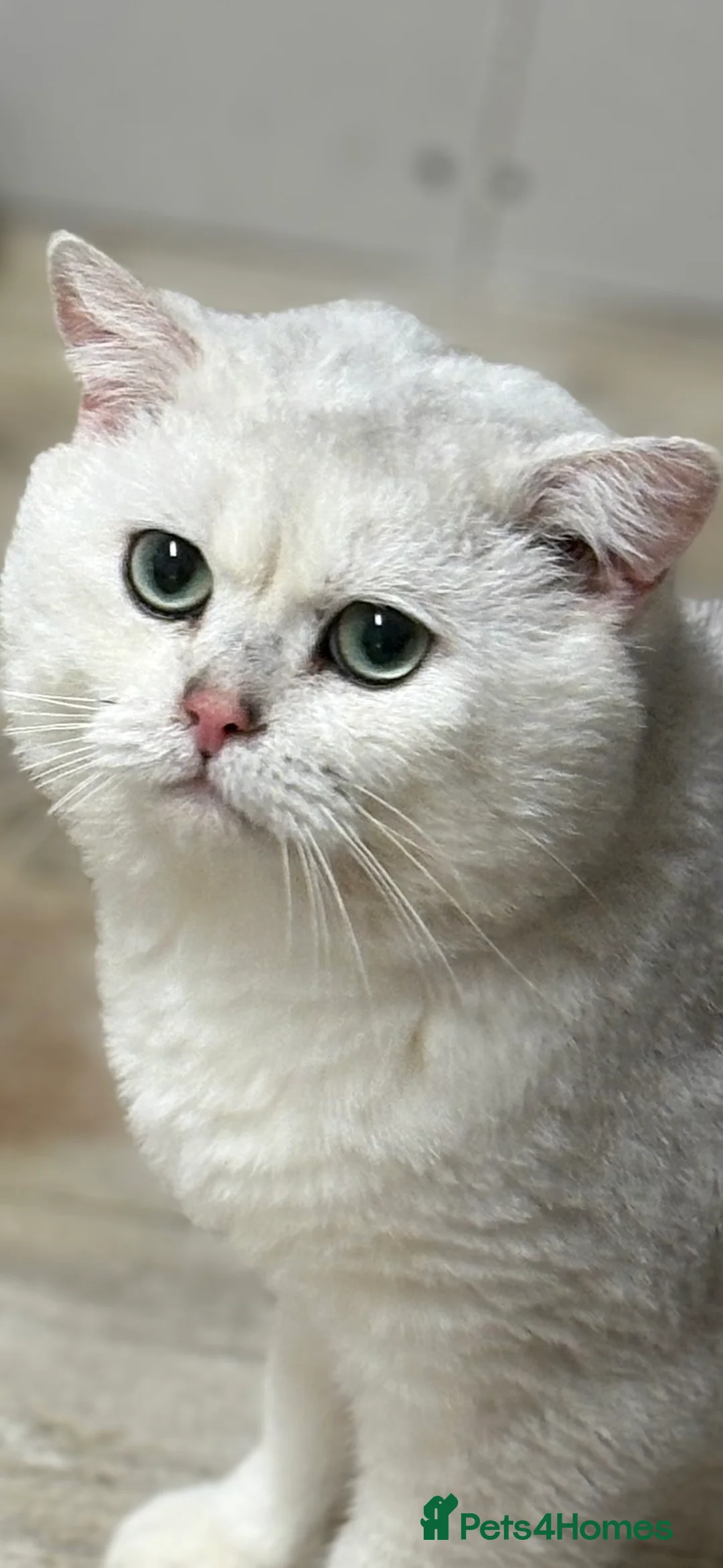 British Shorthair cats for stud: Poland imported tica registered BRI NS 12 Silver - Advert 2