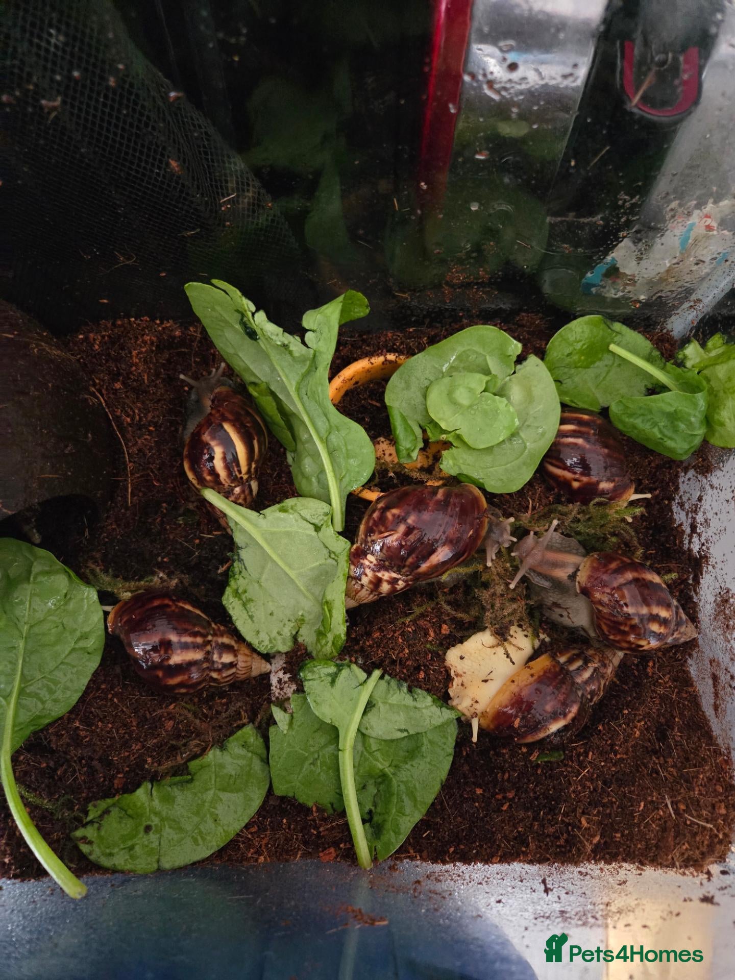 Snails invertebrates African land snails  - Advert 1