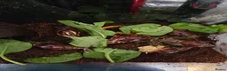 Snails invertebrates for sale: African land snails  - Advert 1