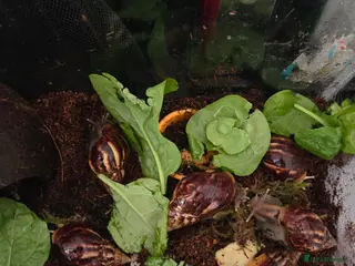 Snails invertebrates African land snails - Advert 1