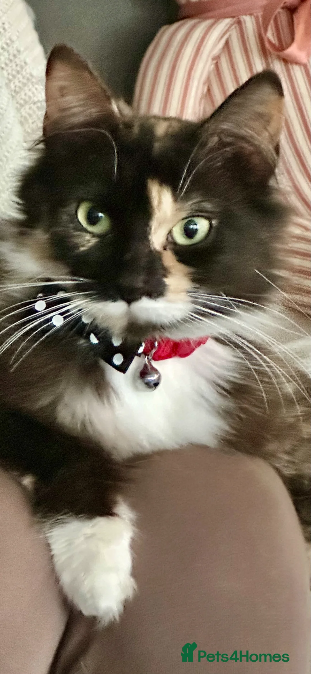 Mixed Breed cats for sale: 4 x beautiful kittens   - Advert 2