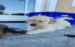 Golden Retriever dogs for sale: Litter of Golden Retriever Puppies Ready Now. - Image 5