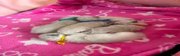 Ragdoll cats for sale: Magical - Advert 6