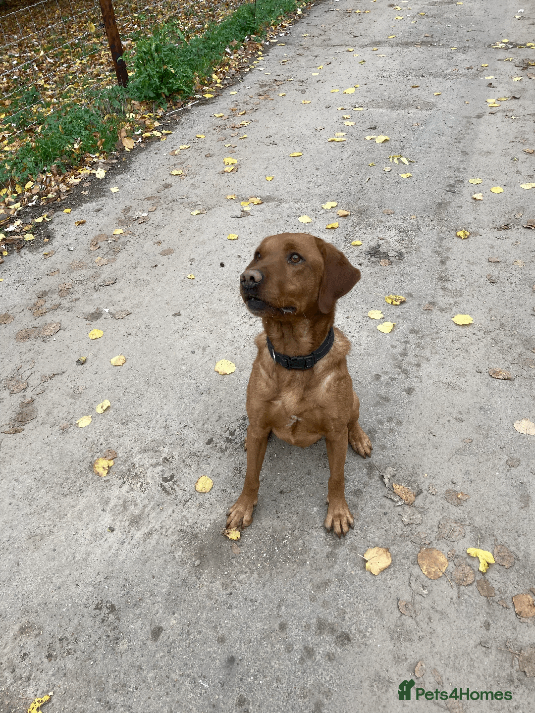 Labrador Retriever dogs for sale: Labrador Puppies from Working Parents - Image 6