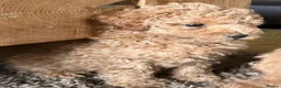Toy Poodle dogs for sale: Apricot Beauties!  - Advert 5