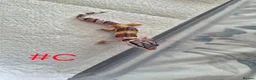 Leopard Gecko reptiles for sale: Leopard geckos available  - Advert 7