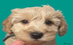 Schnoodle dogs for stud: STUNNING CHOC/WHITE MIN SCHNAUZER AT STUD in Coventry - Image 21