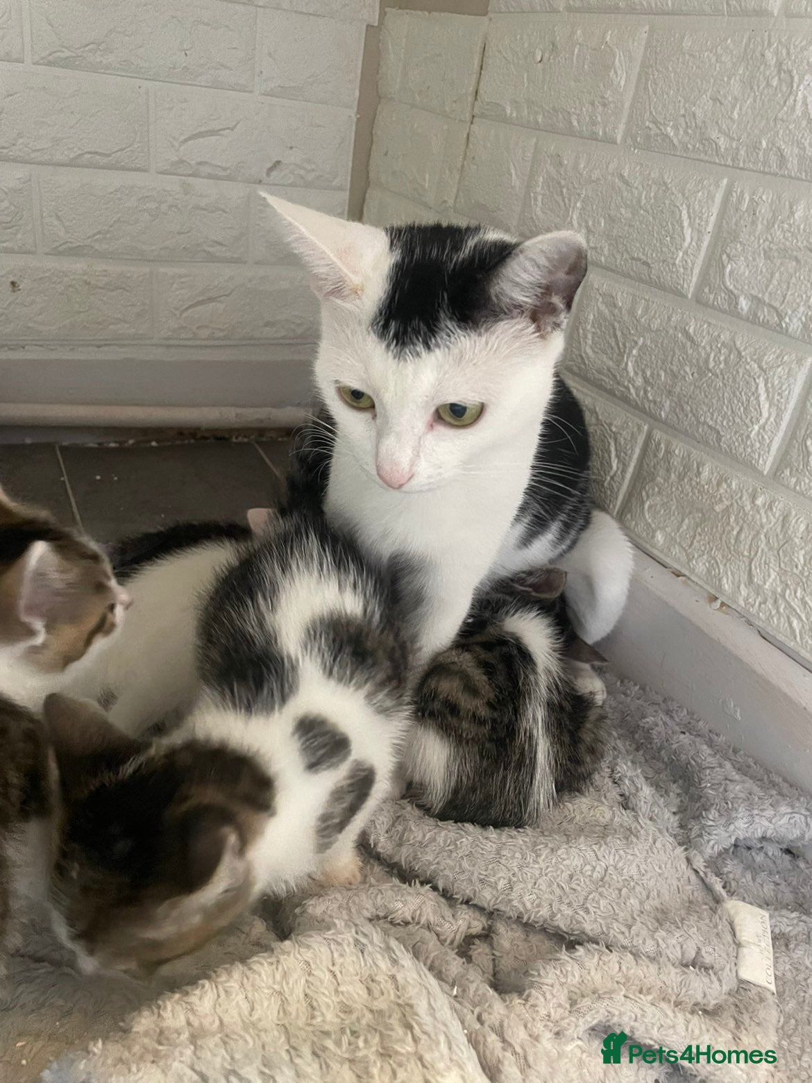 Mixed Breed cats 4 beautiful boys ready for there forever homes  - Advert 1