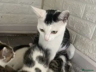 Mixed Breed cats 4 beautiful boys ready for there forever homes - Advert 1