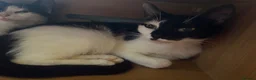 Mixed Breed cats for sale: The Shed Kittens ♥️ - Advert 4