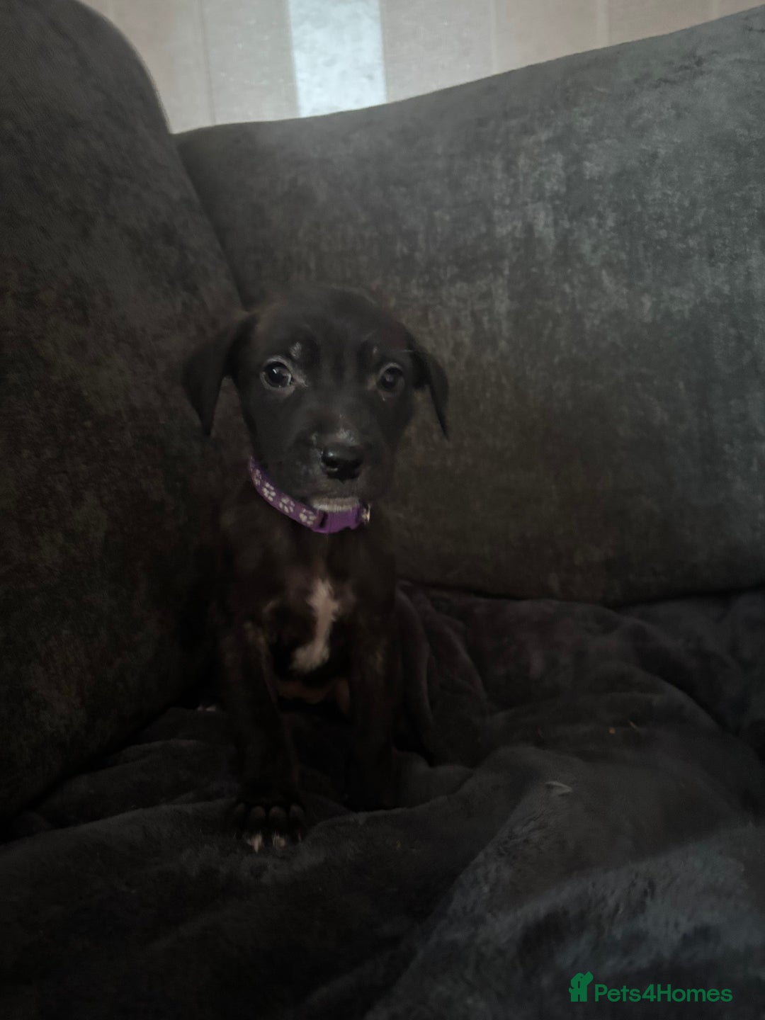 Mixed Breed dogs for sale: Cane corso x pressa pups ready to leave  - Advert 8