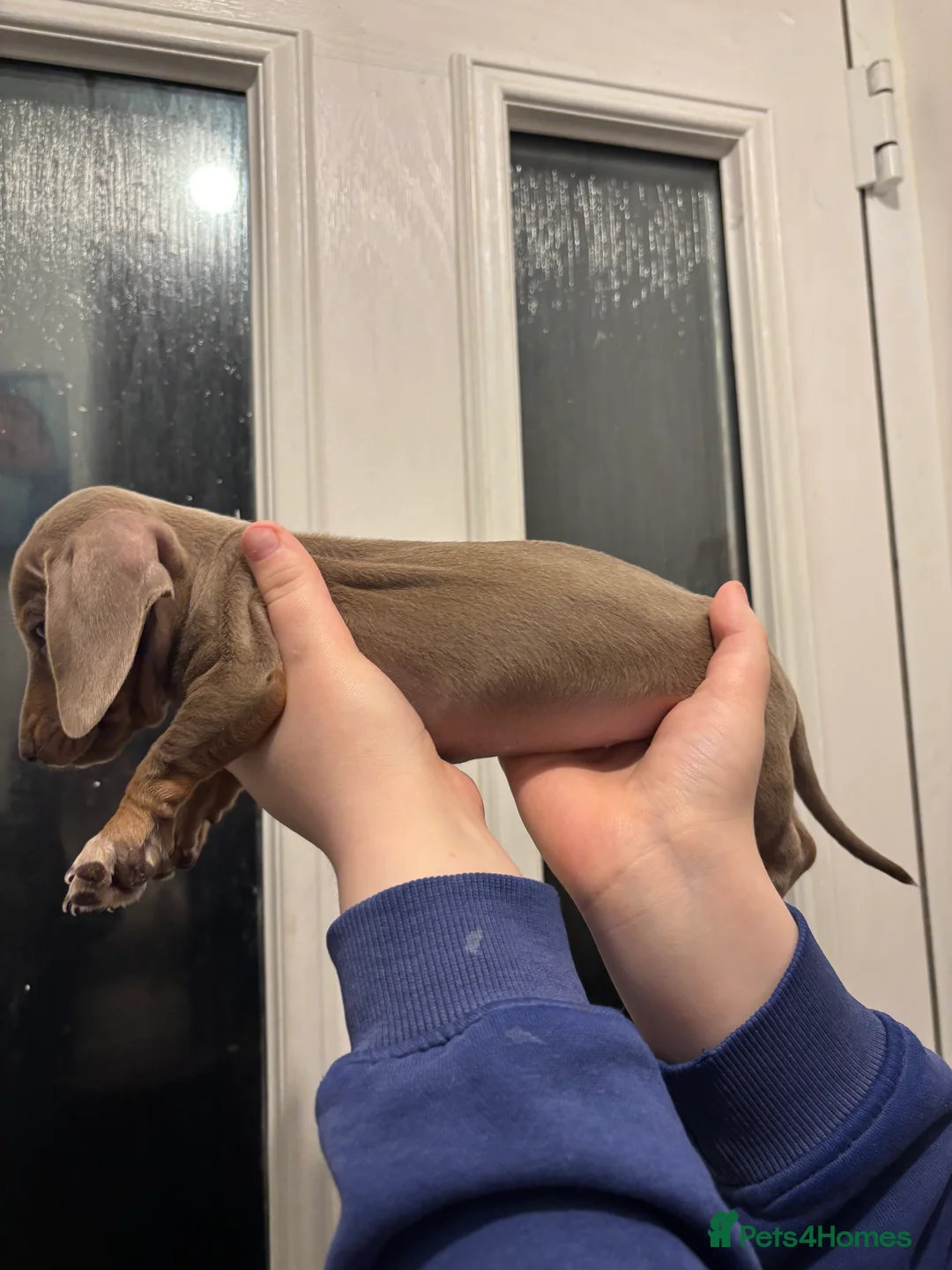 Dachshund dogs for sale: Dachshund looking for forever home  - Advert 5