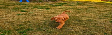 Cockapoo 1