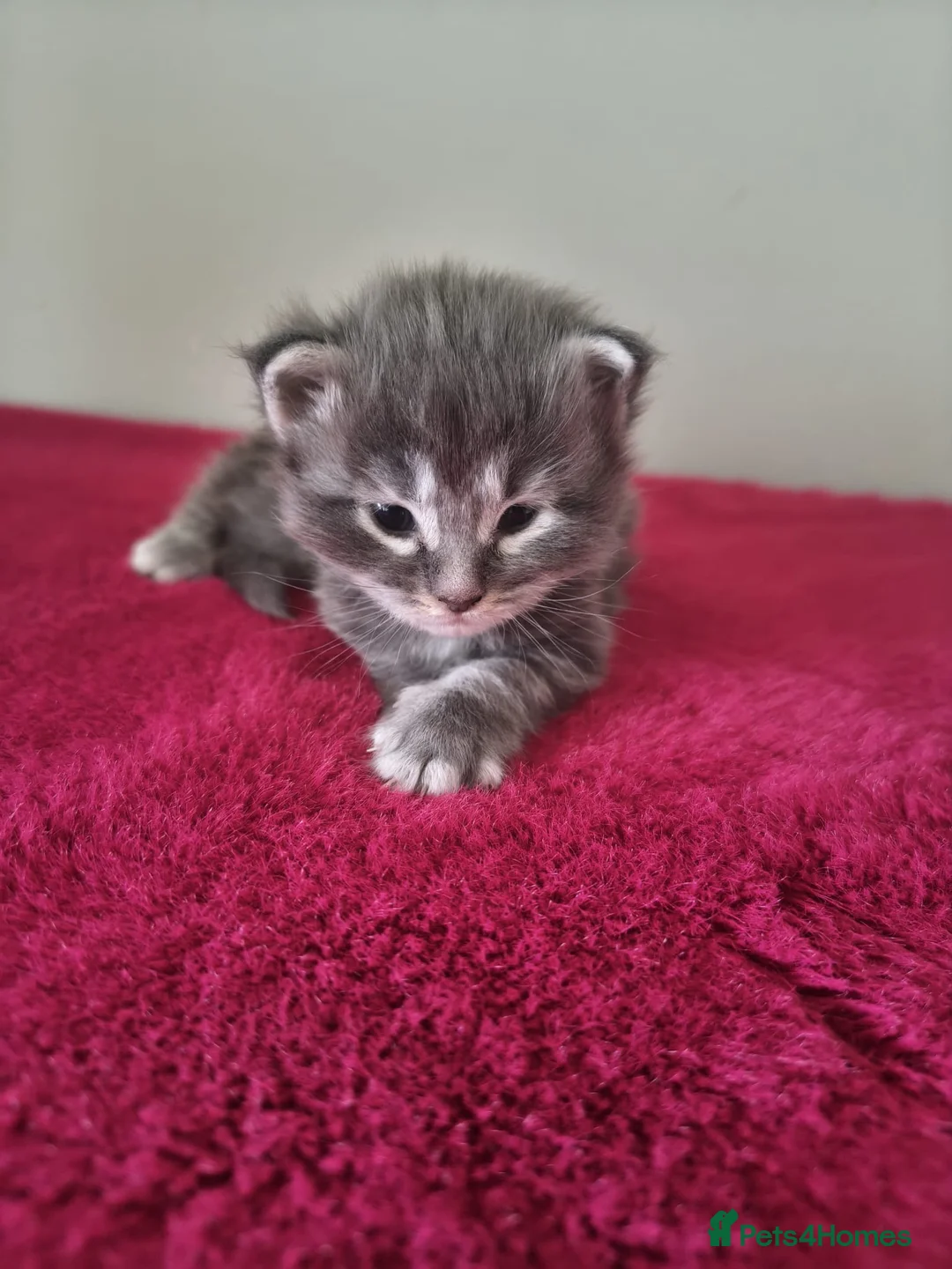 Maine Coon cats for sale: Tica registered Maine coon kittens - Advert 8