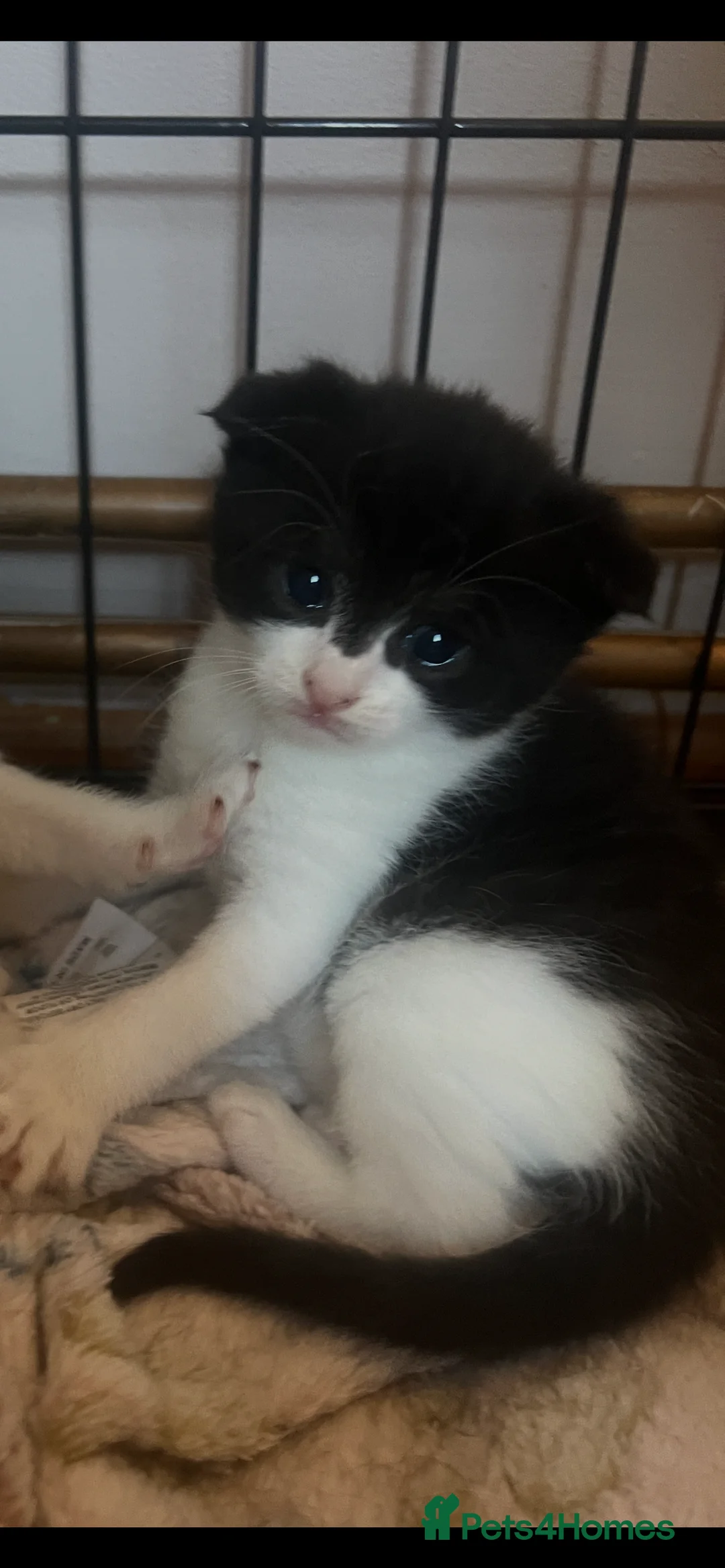 Scottish Fold cats for sale: Half Scottish Fold Babies  - Advert 2