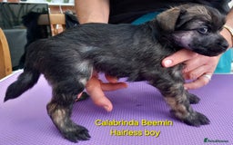Chinese Crested dogs for sale: 3 Chinese Crested boys - Image 9