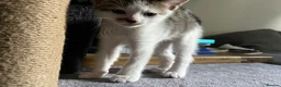 Domestic Shorthair cats for sale: 4 Kittens for sale in Uxbridge - Advert 5