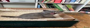 British Shorthair 4