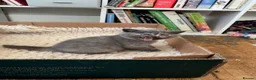 British Shorthair cats for sale: British Shorthair kittens  - Advert 13