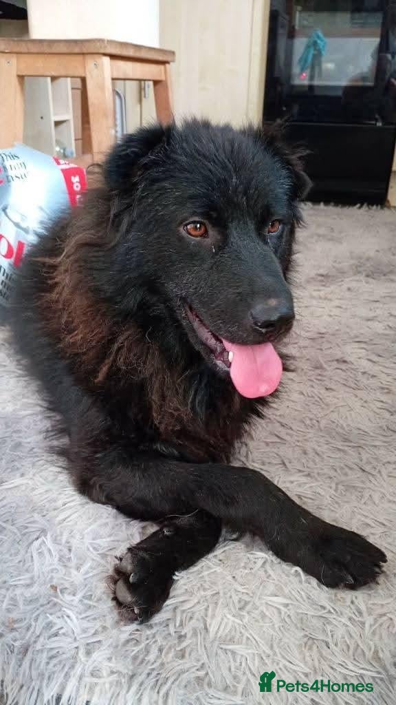 Mixed Breed dogs Meet Sabrina, currently residing in Nottingham  - Advert 1
