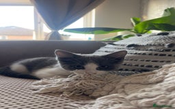 Domestic Shorthair cats for sale: Girl kitten grey and white  - Image 4