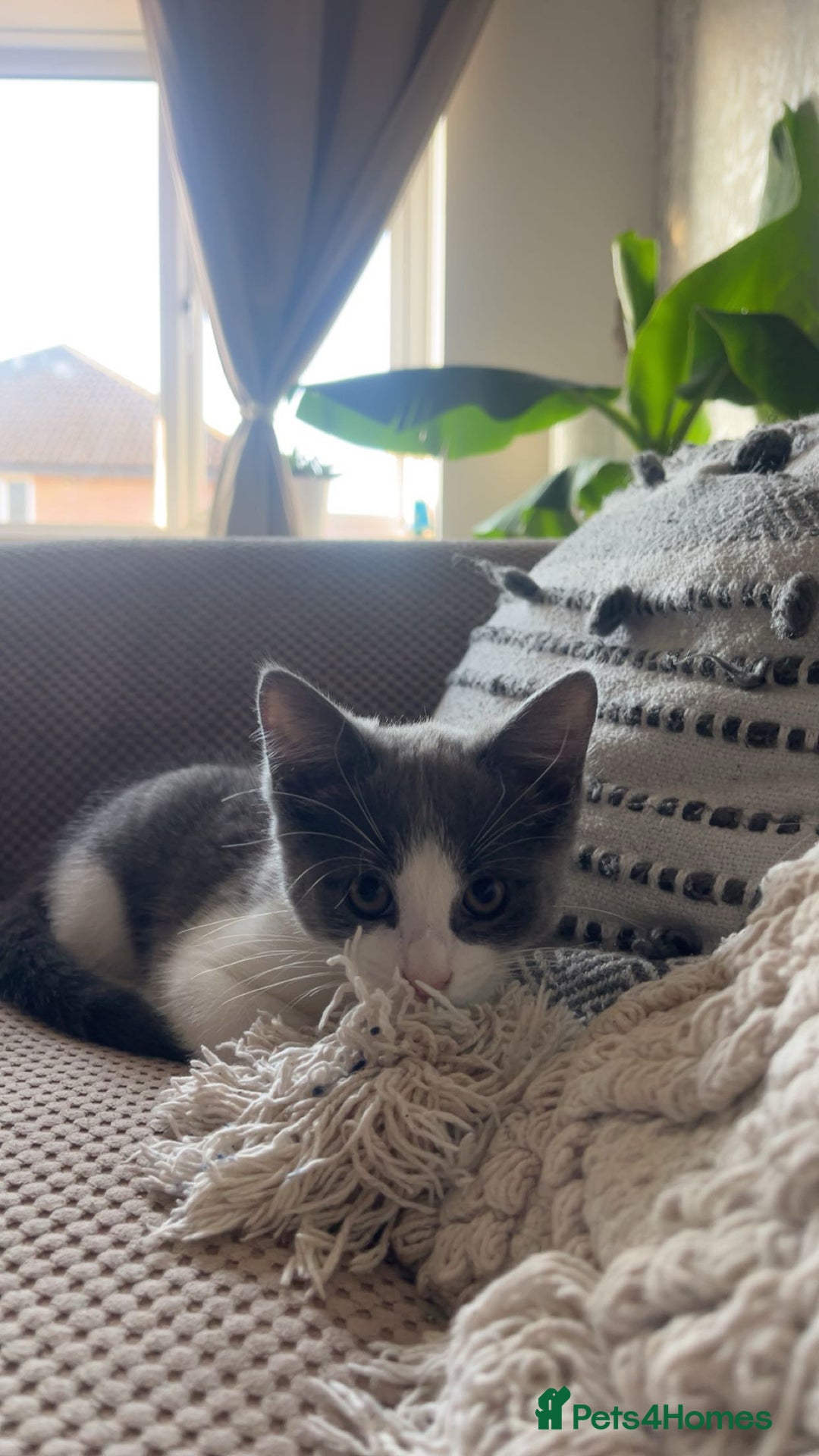 Domestic Shorthair cats for sale: Girl kitten grey and white  - Image 4