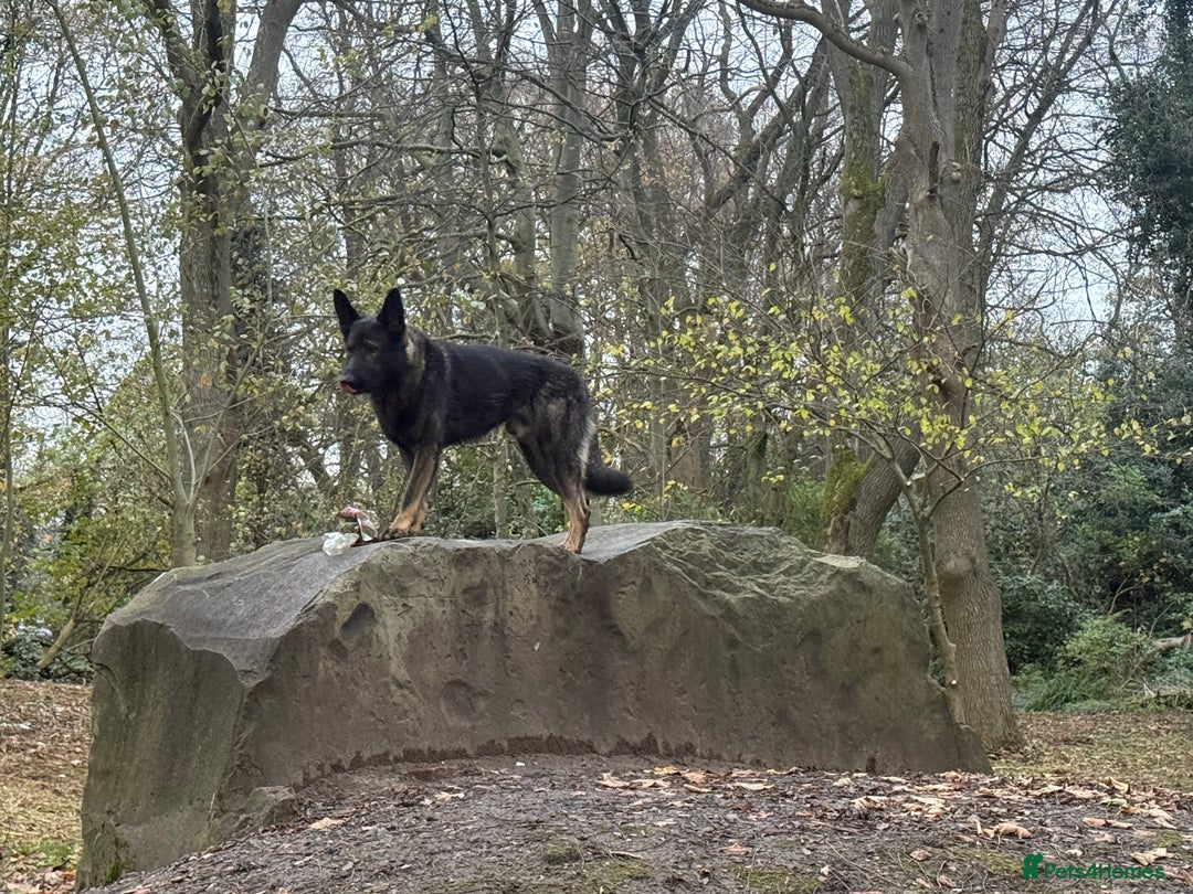 German Shepherd dogs for sale: Working Line German shepherd Dog - Advert 1