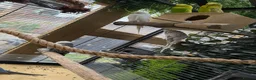 Budgerigars birds for sale: Budgerigar for sale 7 of them - Advert 3