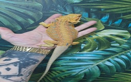 Bearded Dragon reptiles for sale: Bearded dragon Holdback release at HT exotics! - Image 14