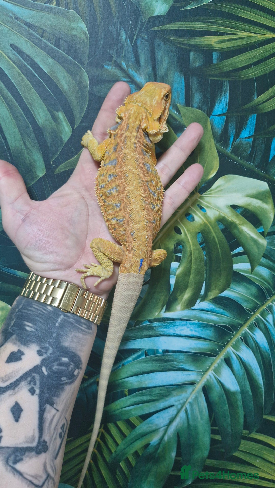 Bearded Dragon reptiles for sale: Bearded dragon Holdback release at HT exotics! - Image 14