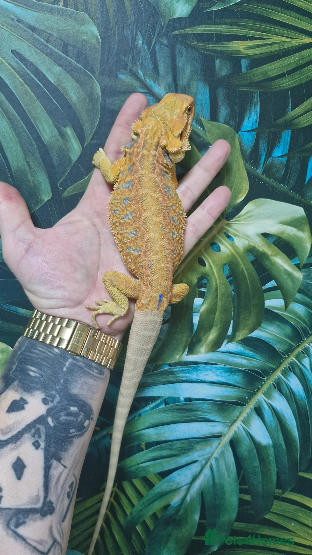 Bearded Dragon reptiles for sale: Bearded dragon Holdback release at HT exotics! - Advert 17