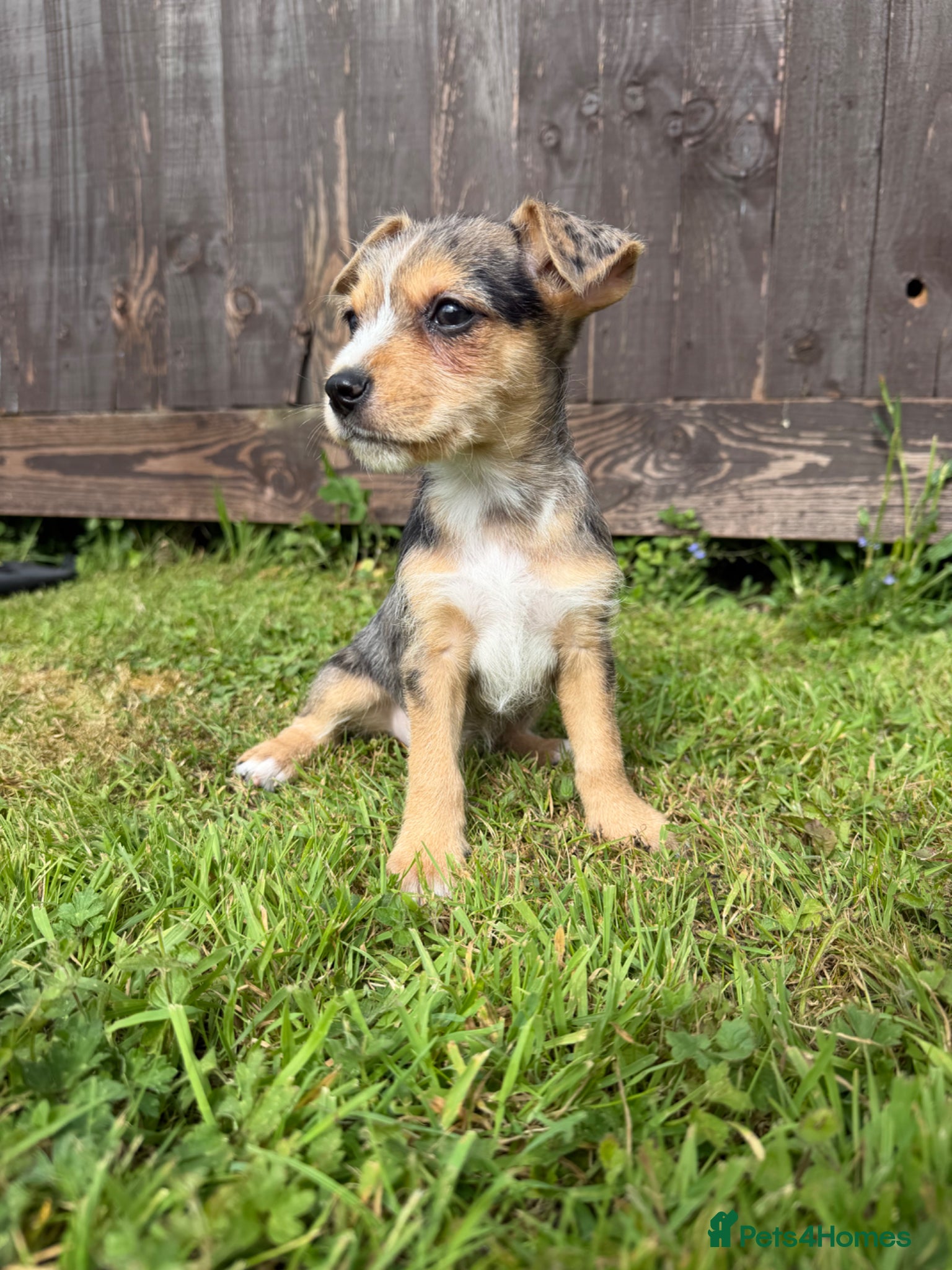 Mixed Breed dogs Jack Russell Puppies  - Advert 13