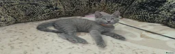Russian Blue cats for sale: Ready Now TICA full pedigree RUSSIAN BLUE kittens  - Advert 13