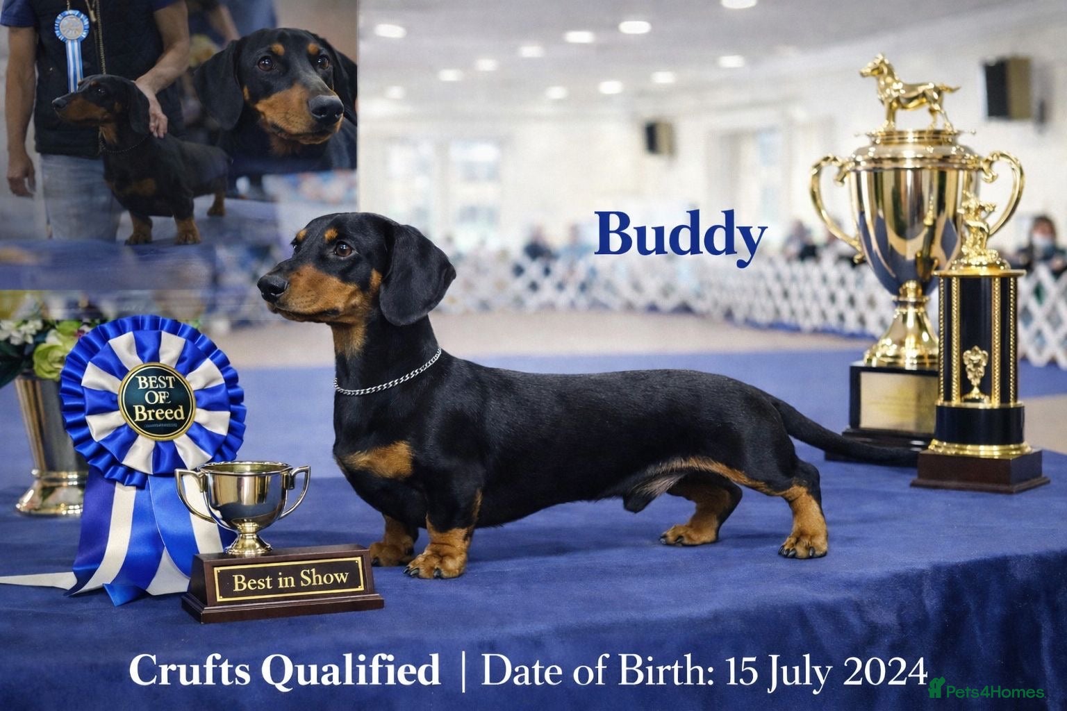 Miniature Dachshund dogs KC registered Miniature Dachshund Black and Tan - Advert 10