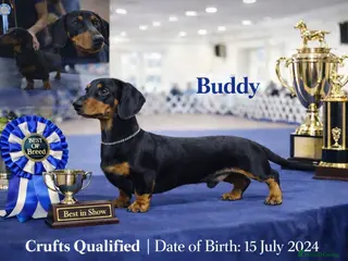 Miniature Dachshund dogs KC registered Miniature Dachshund Black and Tan - Advert 10
