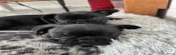 French Bulldog dogs for sale: Beautiful French bulldog puppies - Advert 28