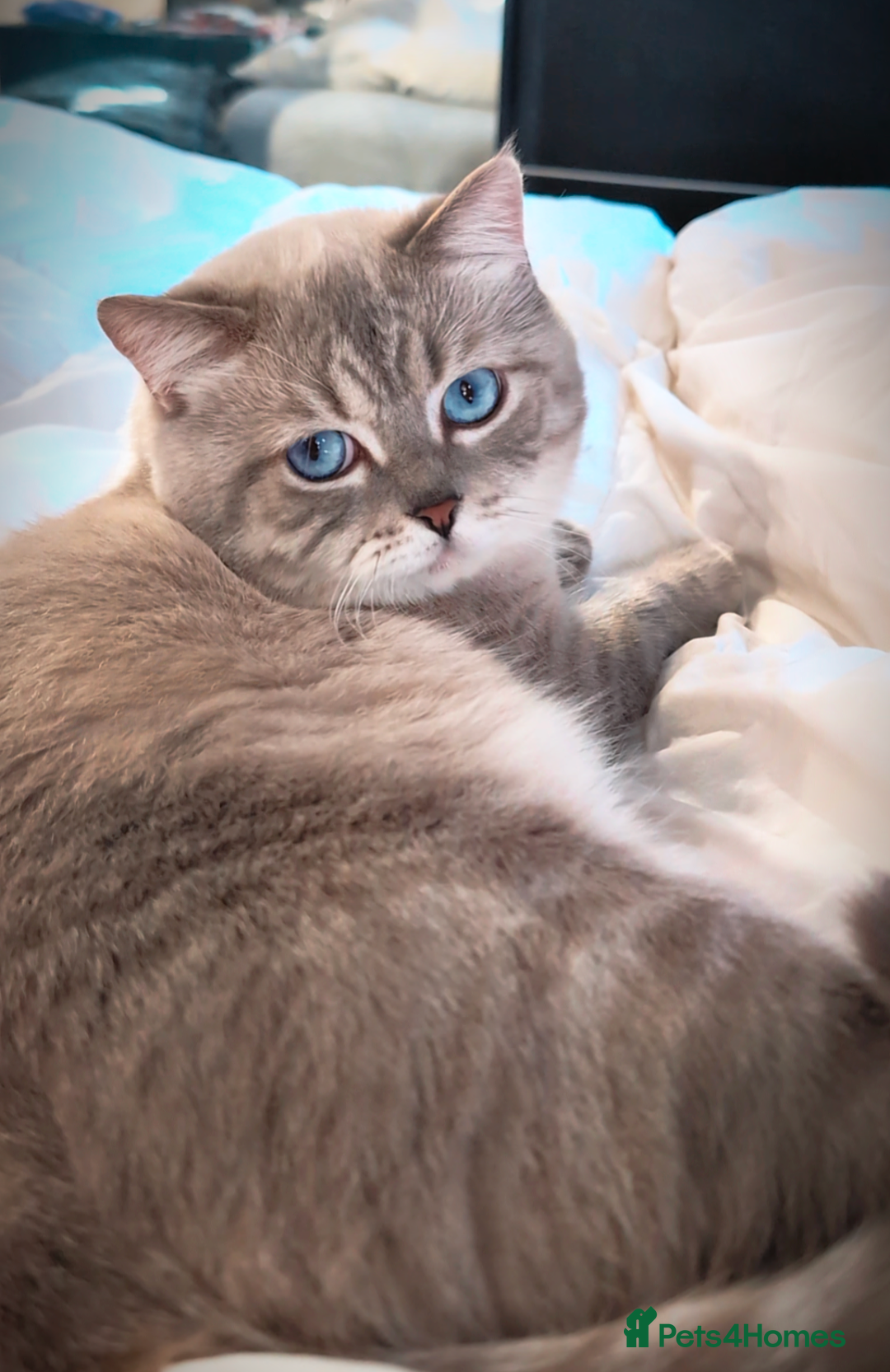 British Shorthair cats for stud: 🌊Proven STUD 🟦BSH Colourpoint King TICA/GCCF   in London - Advert 7