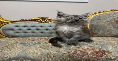 Maine Coon cats - Advert 12