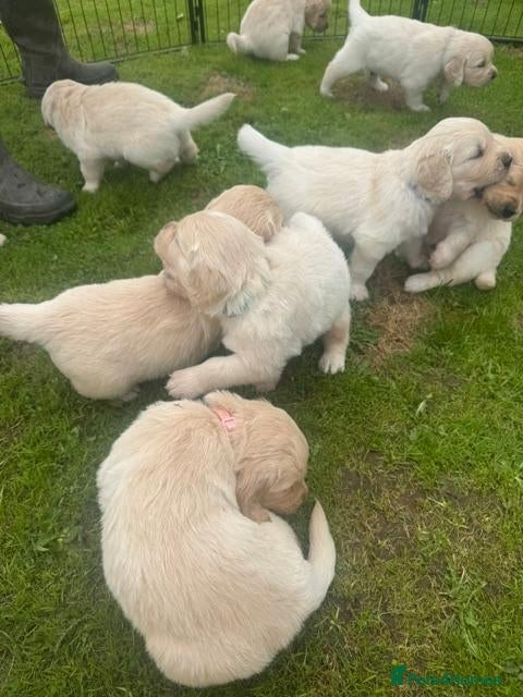 Golden Retriever dogs Golden retriever Maggie and Mack (Bryn Bach) - Advert 1
