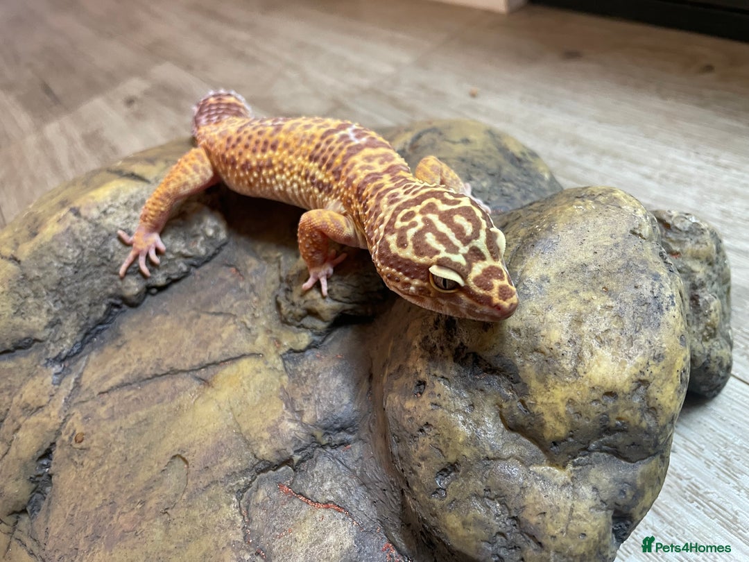 Leopard Gecko reptiles for sale: 2 Female Leopard Geckos (4 years old) – Full Setup - Advert 19