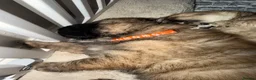 Chow Chow dogs for sale: Chow Chow Puppies - Advert 26