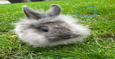 Lionhead rabbits - Advert 12