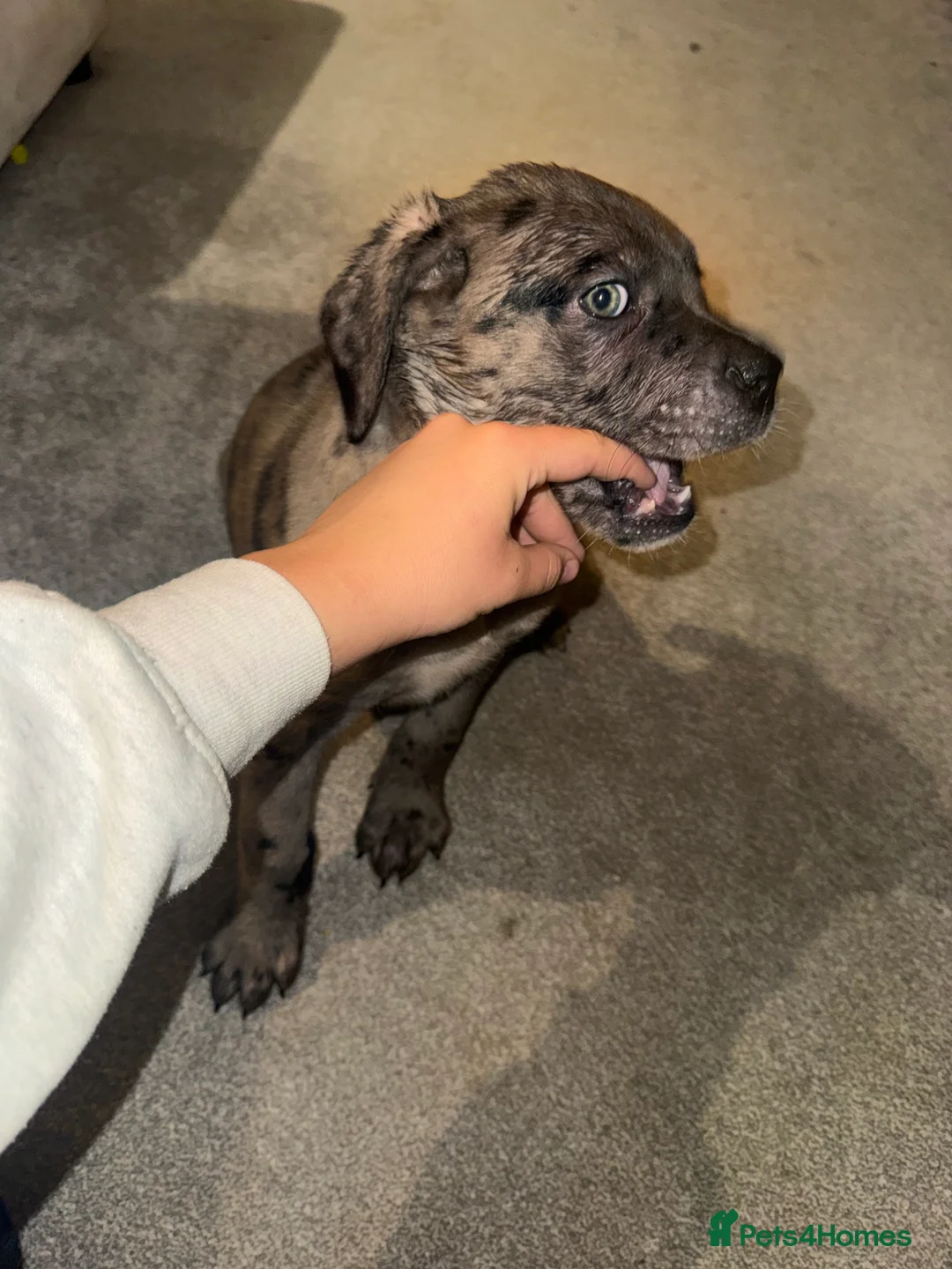 Cane Corso dogs for sale: Cane corso puppies last two boys ready to go now - Advert 5